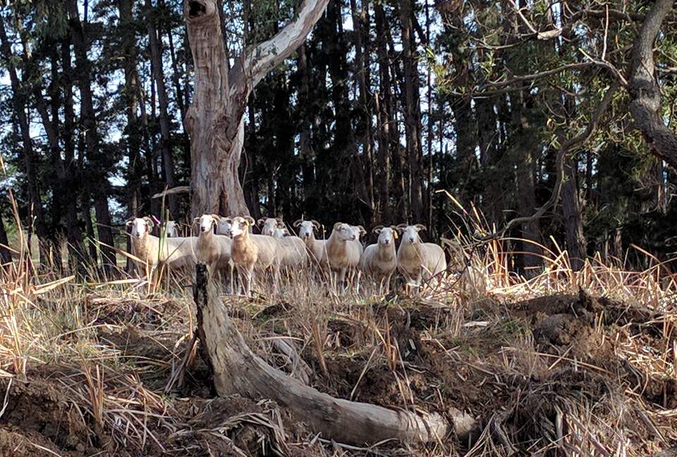 Countryside Grandeur with Private Lake and Tennis Court - Moorooduc, Australia