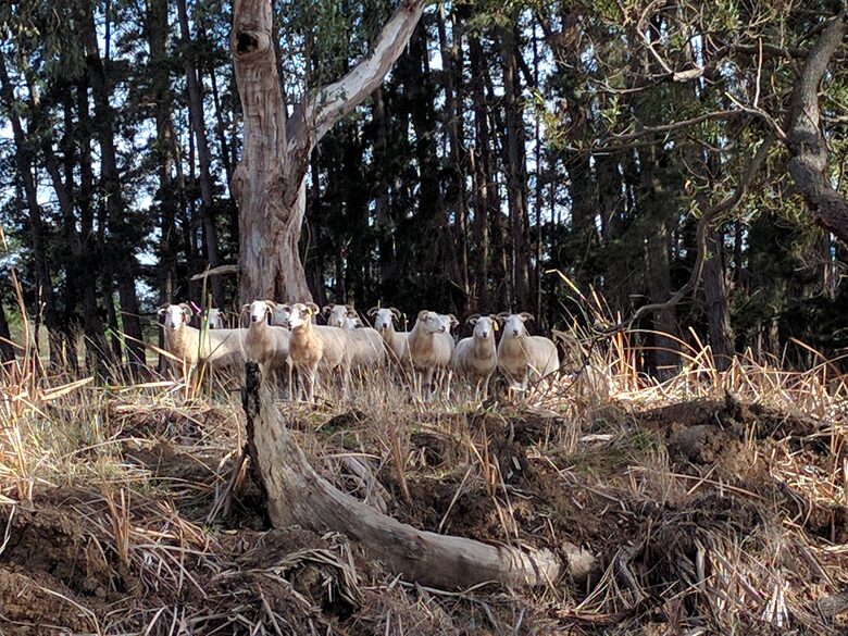 Countryside Grandeur with Private Lake and Tennis Court - Moorooduc, Australia