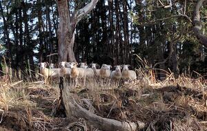 Countryside Grandeur with Private Lake and Tennis Court - Moorooduc, Australia