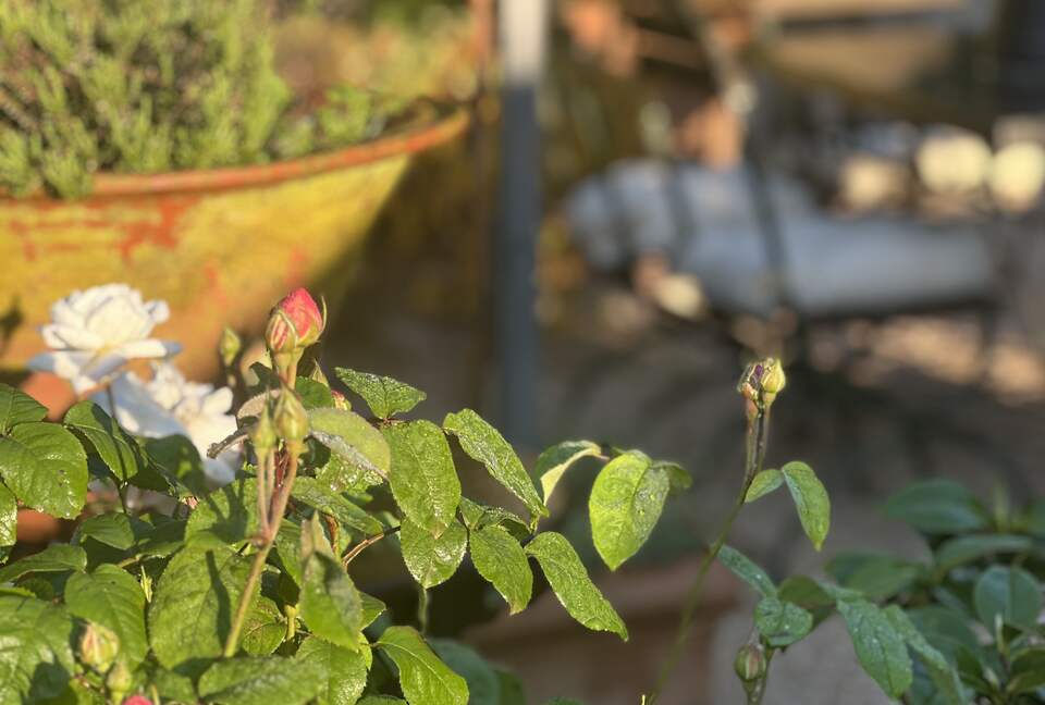 Villa San Lorenzo Umbrian Estate - Castiglione Del Lago, Italy