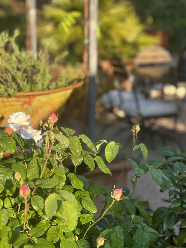 Villa San Lorenzo Umbrian Estate - Castiglione Del Lago, Italy