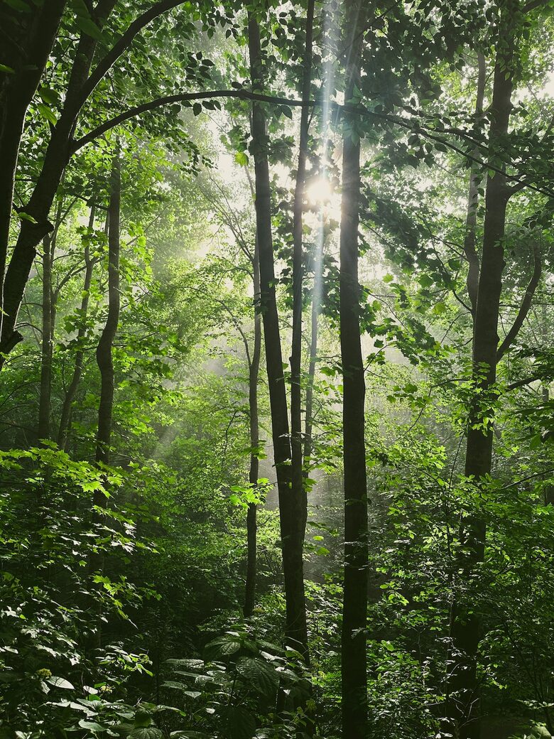 Private Mountain Retreat with 65' Waterfall & Natural Pool - Sylva, North Carolina
