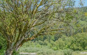 Emerald River Retreat - Crescent City, California