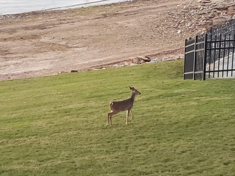 Lake Martin Serenity Condo - Dadeville, Alabama