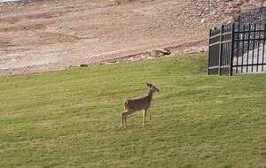 Lake Martin Serenity Condo - Dadeville, Alabama