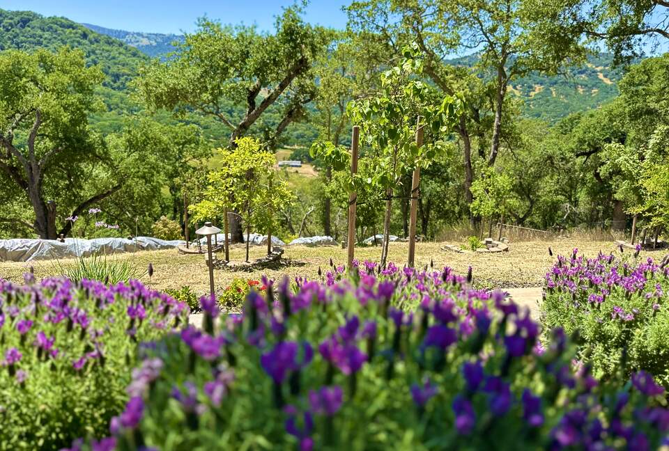 Hilltop Sanctuary in Napa - Napa, California