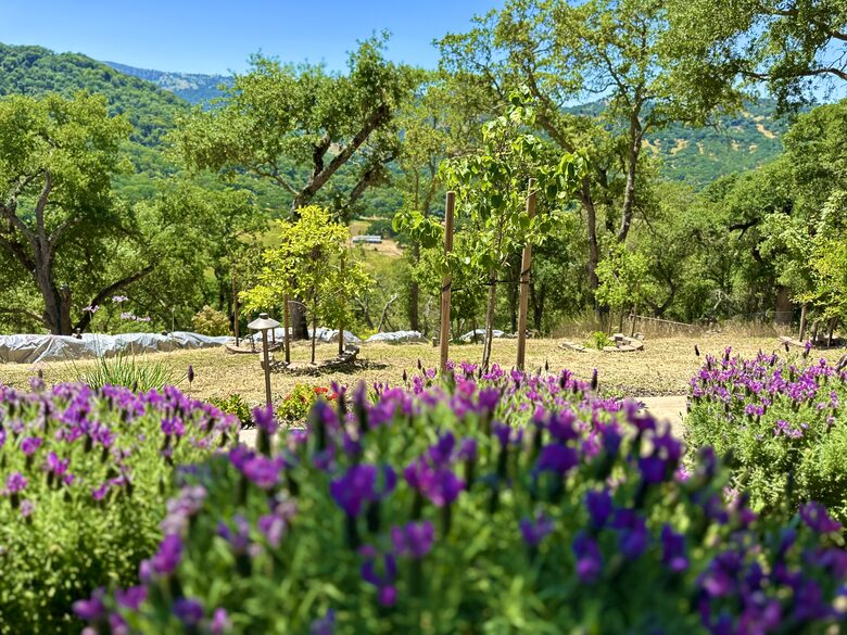 Hilltop Sanctuary in Napa - Napa, California