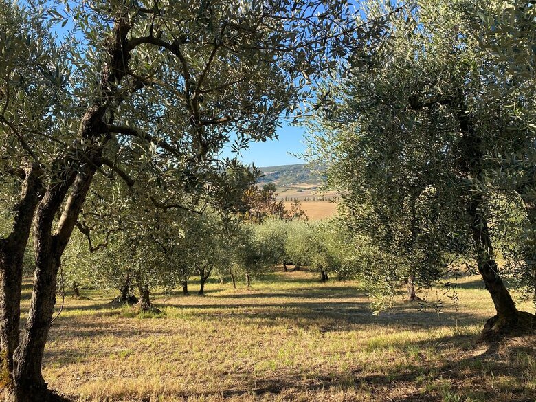 1 Bedroom Apartment Overlooking Lajatico’s Historic Square - Lajatico, Italy