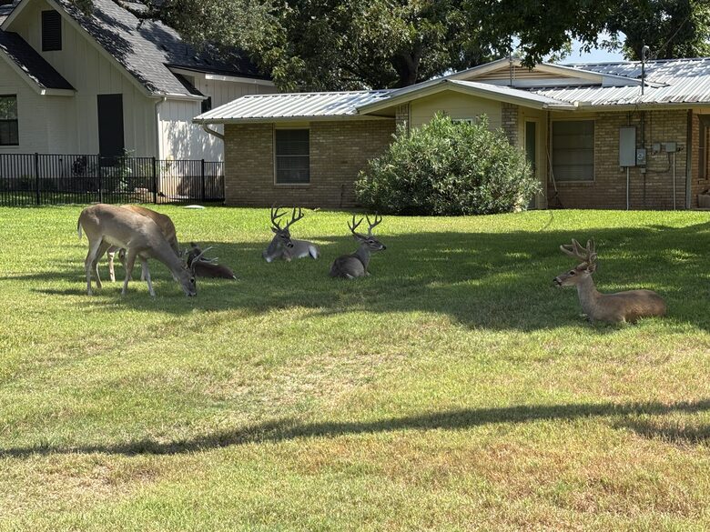 Waterfront Luxury on Lake LBJ | Dock, Outdoor Kitchen & Sunset Views - Horseshoe Bay, Texas
