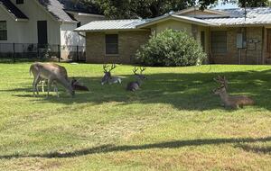 Waterfront Luxury on Lake LBJ | Dock, Outdoor Kitchen & Sunset Views - Horseshoe Bay, Texas
