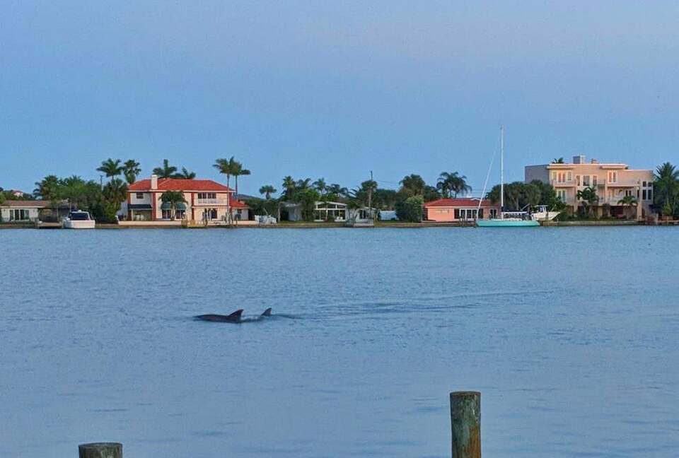 Dolphins in the Bay