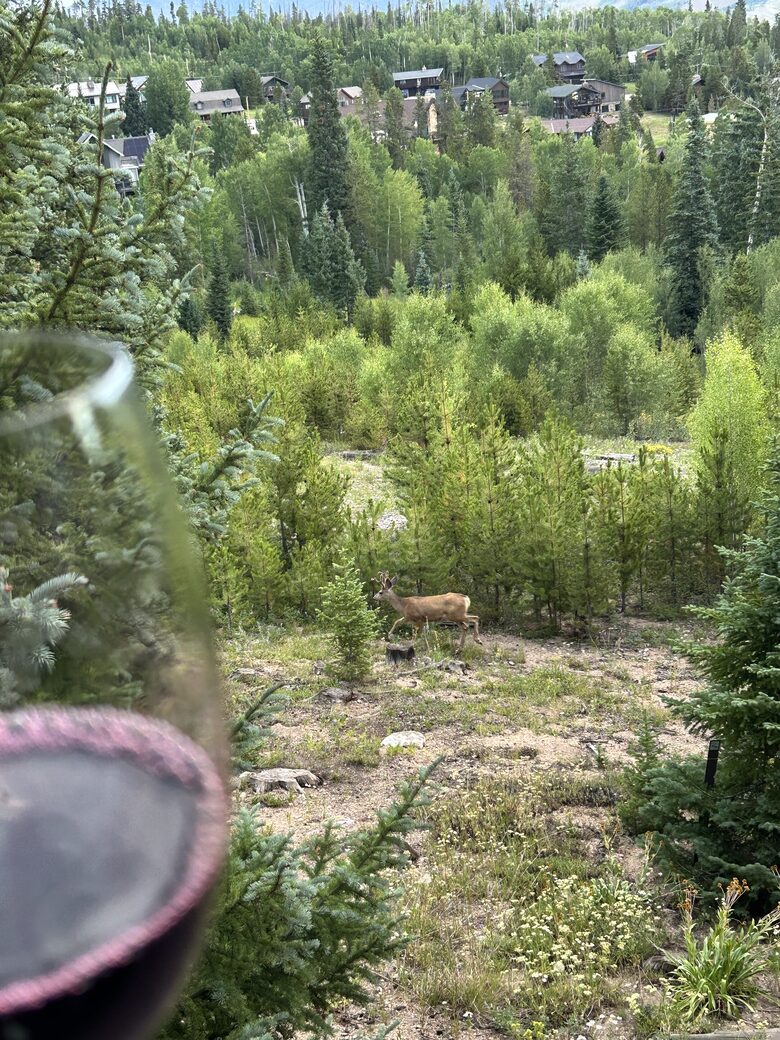 Local fauna directly off the deck