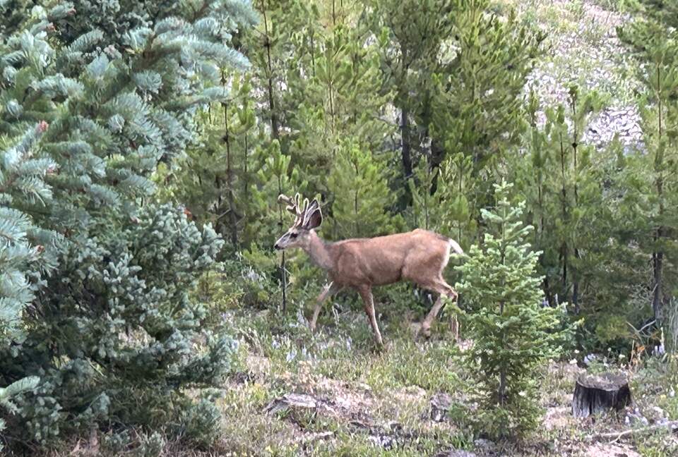 White tailed deer seen from the deck