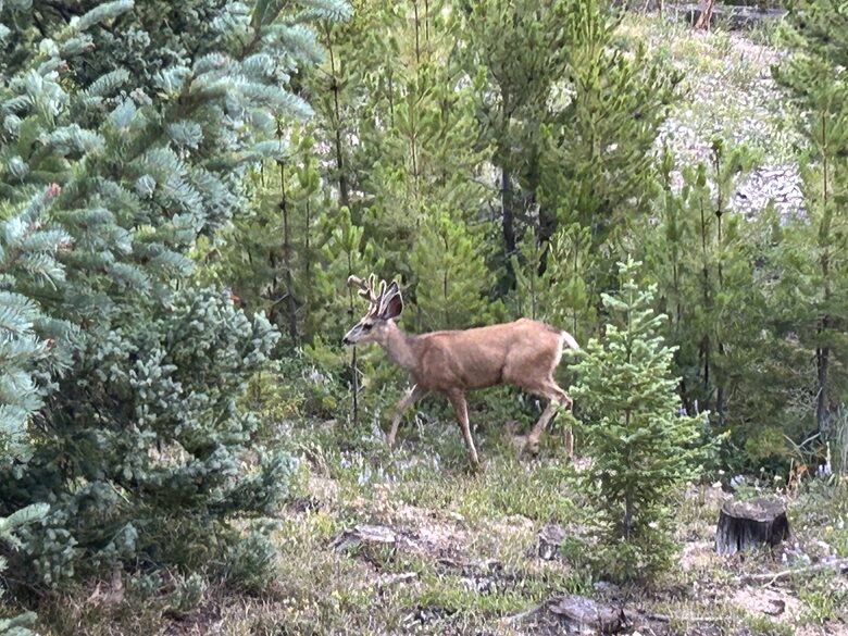 White tailed deer seen from the deck