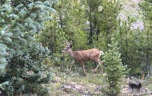 White tailed deer seen from the deck
