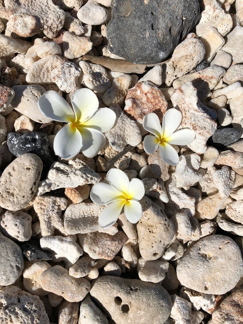 Upscale Maui Oasis Steps from Keawakapu Beach - Kihei, Hawaii