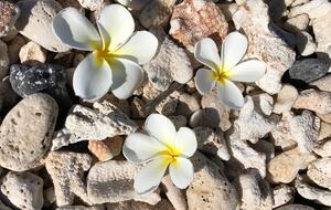 Upscale Maui Oasis Steps from Keawakapu Beach - Kihei, Hawaii