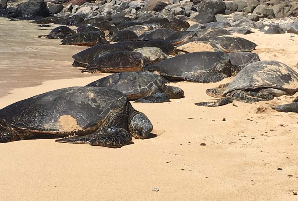 Upscale Maui Oasis Steps from Keawakapu Beach - Kihei, Hawaii