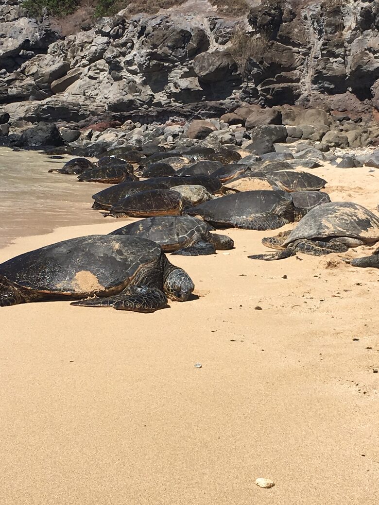 Upscale Maui Oasis Steps from Keawakapu Beach - Kihei, Hawaii