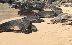 Upscale Maui Oasis Steps from Keawakapu Beach - Kihei, Hawaii