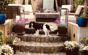 Victorian Elegance Meets Modern Design in SF - San Francisco, California