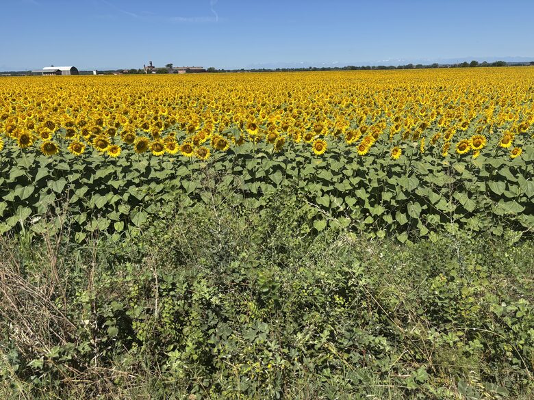 Elegant Italian Retreat Surrounded by Vineyards - Piana del Salto, Italy