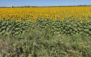 Elegant Italian Retreat Surrounded by Vineyards - Piana del Salto, Italy