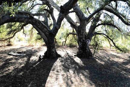 Smart Home Retreat Surrounded by Box Canyon Beauty - Los Angeles County, California