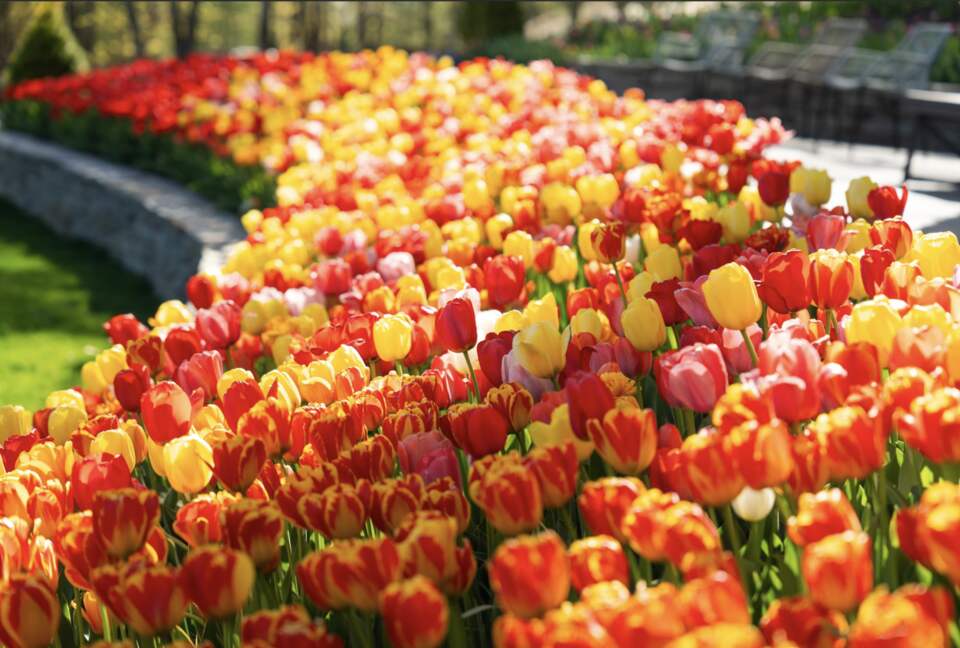 Easter's First Blooms at the Estate and Late April Exclusive Tulip Extravaganza - Woodstock, New York