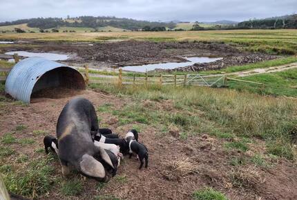 Historic Farmhouse Retreat in St. Helens - St Helens, Australia