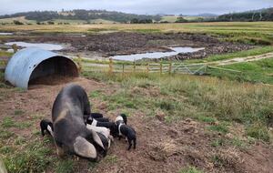 Historic Farmhouse Retreat in St. Helens - St Helens, Australia