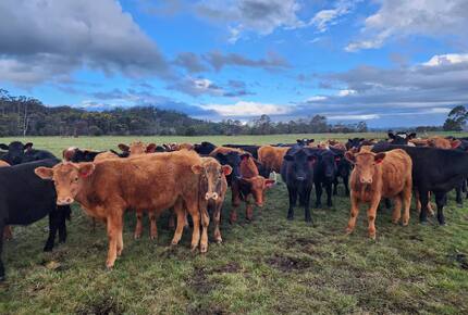 Historic Farmhouse Retreat in St. Helens - St Helens, Australia
