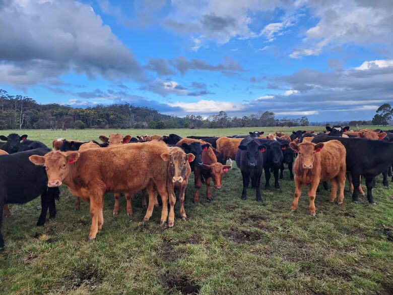 Historic Farmhouse Retreat in St. Helens - St Helens, Australia