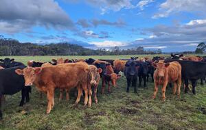 Historic Farmhouse Retreat in St. Helens - St Helens, Australia