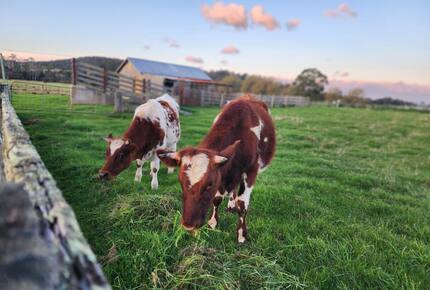 Historic Farmhouse Retreat in St. Helens - St Helens, Australia