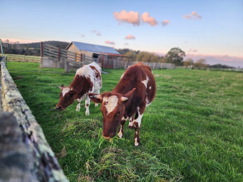 Historic Farmhouse Retreat in St. Helens - St Helens, Australia