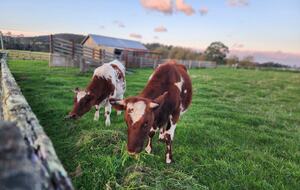 Historic Farmhouse Retreat in St. Helens - St Helens, Australia