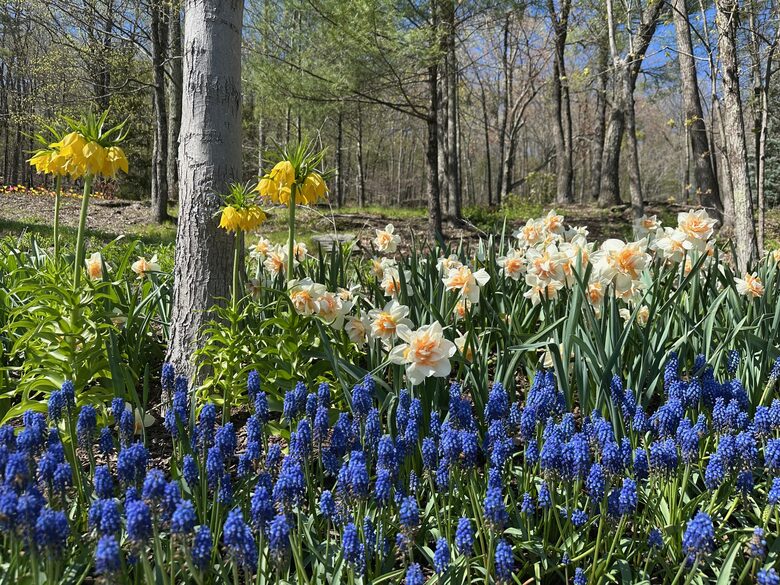 Easter's First Blooms at the Estate and Late April Exclusive Tulip Extravaganza - Woodstock, New York