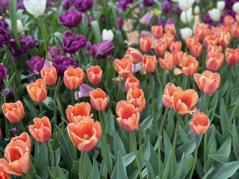 Easter's First Blooms at the Estate and Late April Exclusive Tulip Extravaganza - Woodstock, New York