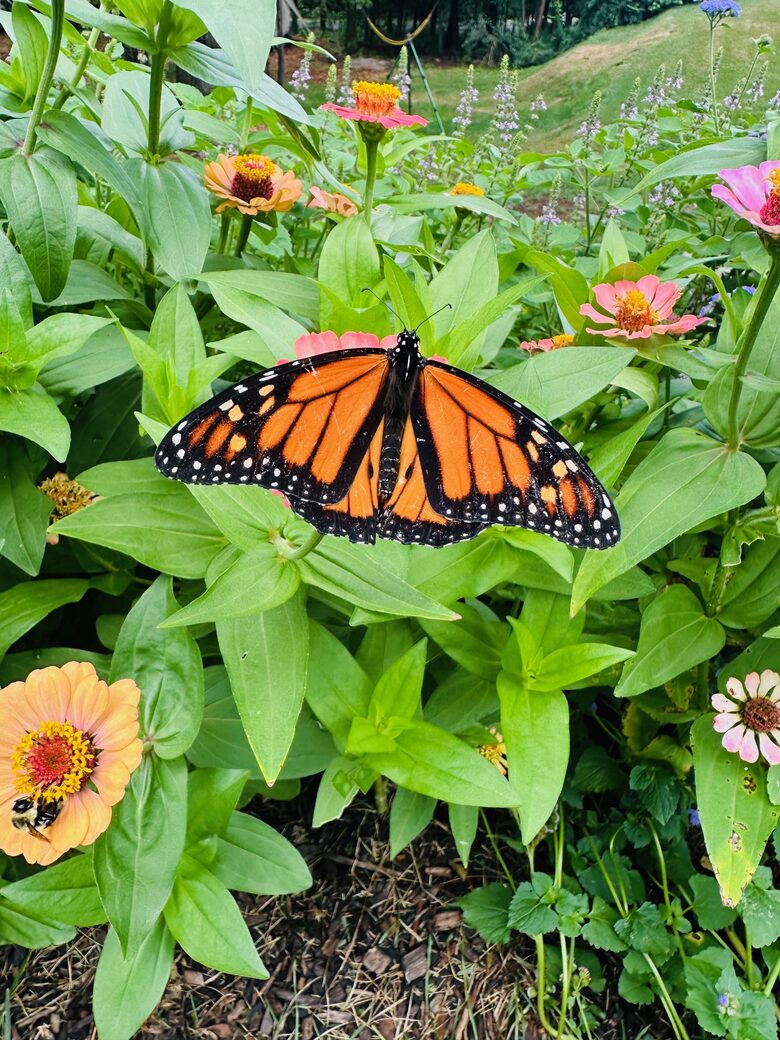 Easter's First Blooms at the Estate and Late April Exclusive Tulip Extravaganza - Woodstock, New York