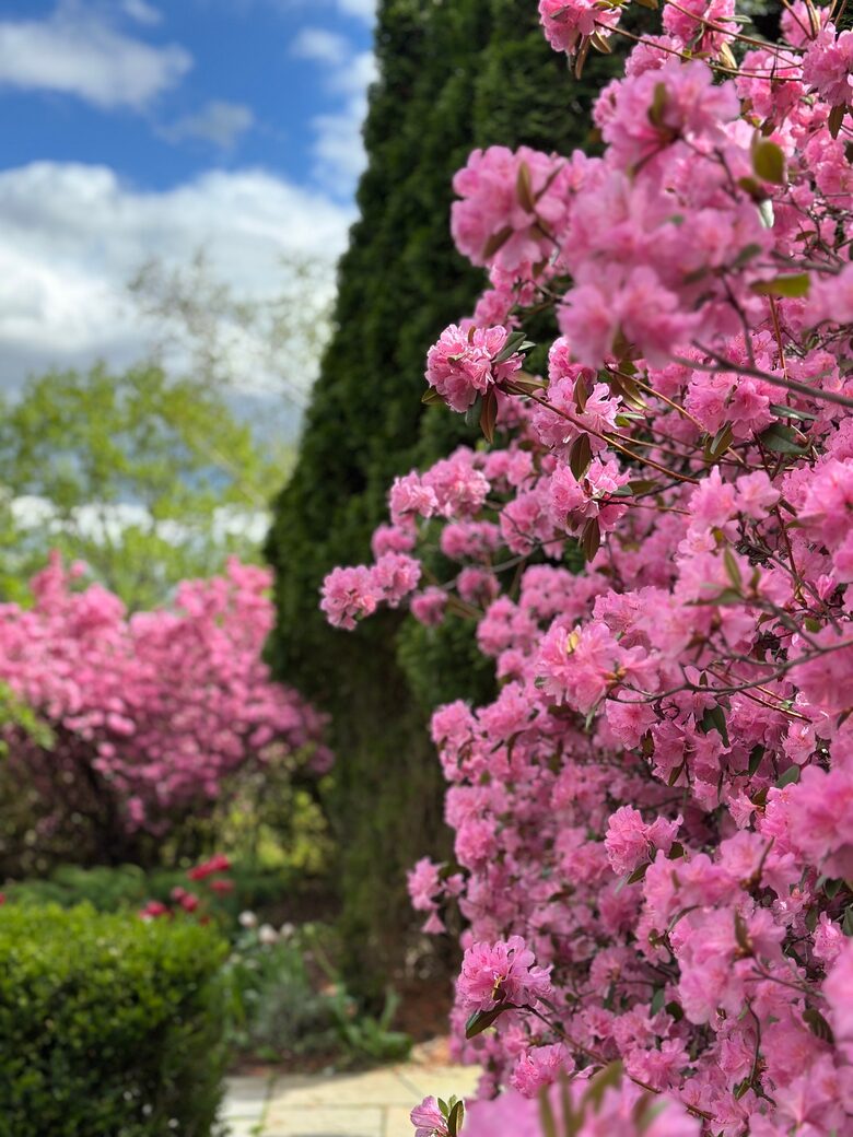 Easter's First Blooms at the Estate and Late April Exclusive Tulip Extravaganza - Woodstock, New York