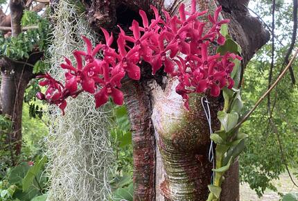lush tropical garden
