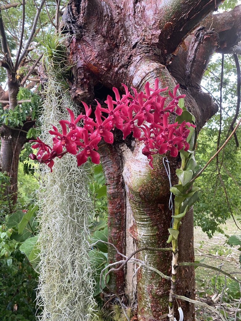 lush tropical garden