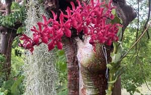 lush tropical garden