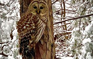 Hudson Valley Luxury Retreat in Woodstock - Woodstock, New York