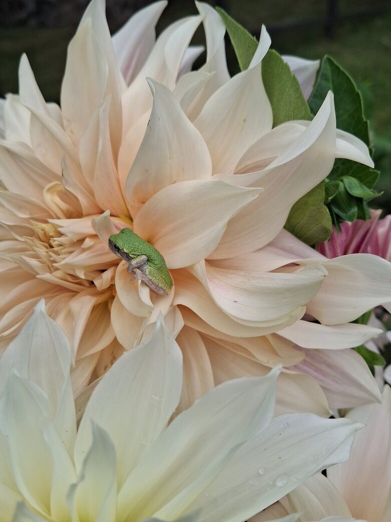 Easter's First Blooms at the Estate and Late April Exclusive Tulip Extravaganza - Woodstock, New York