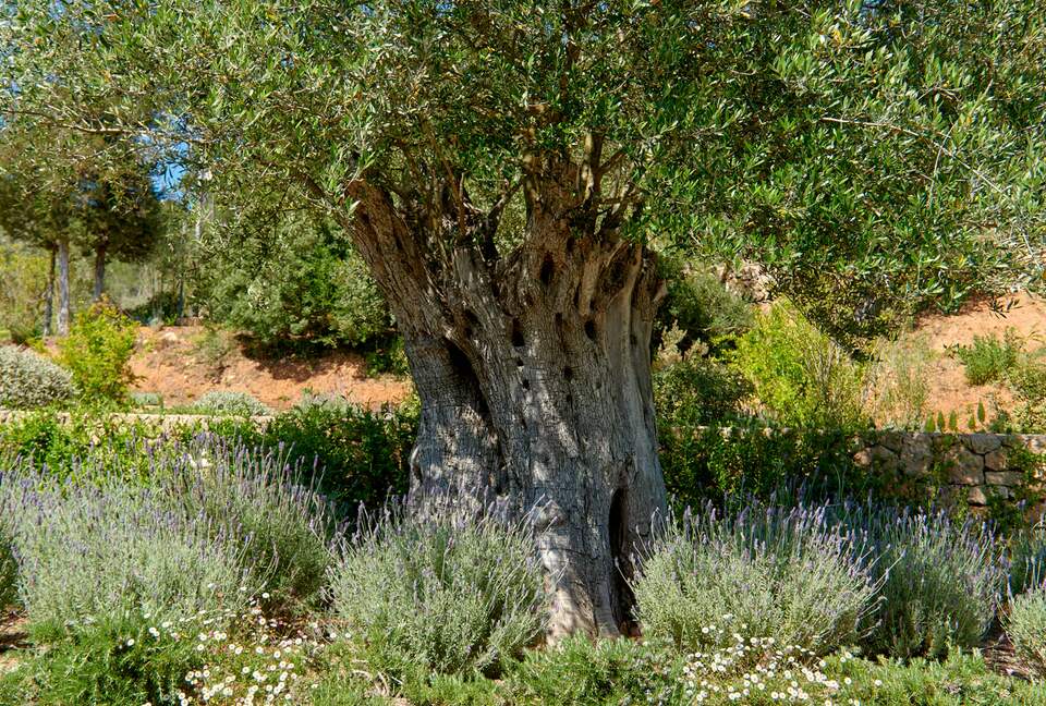 Ibiza Countryside Villa - Ibiza, Spain