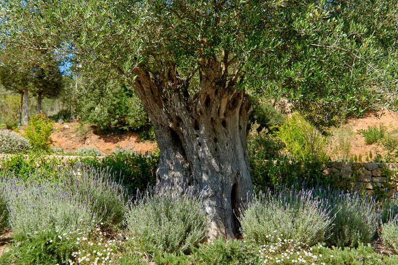 Ibiza Countryside Villa - Ibiza, Spain