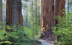 Modern Mountain Haven Near Bear Valley - Arnold, California