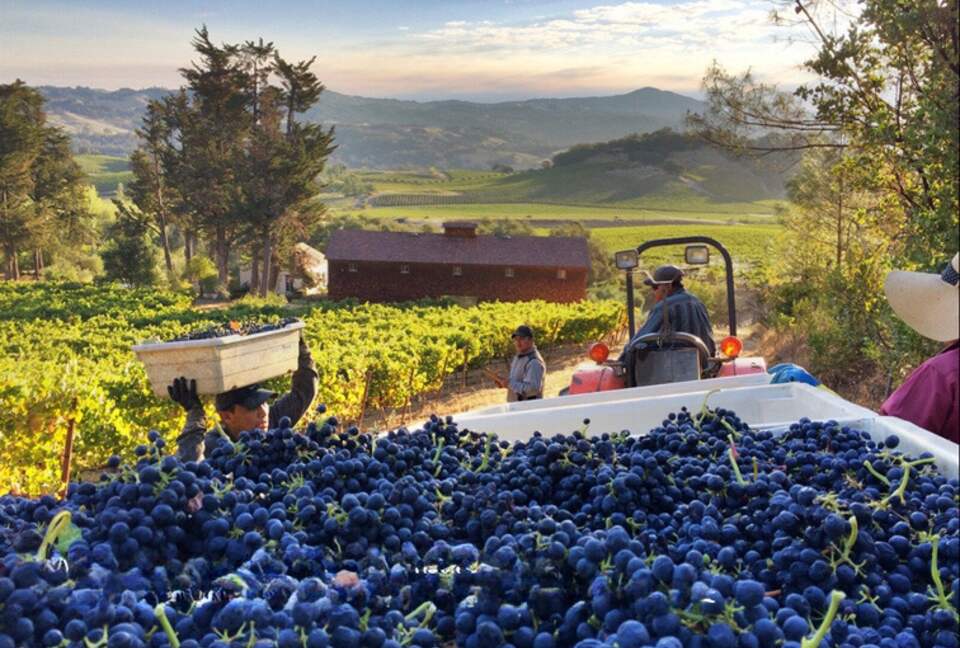 Blue Rock Vineyard | Timeless Wine Country Elegance - Cloverdale, California